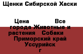 Щенки Сибирской Хаски › Цена ­ 20 000 - Все города Животные и растения » Собаки   . Приморский край,Уссурийск г.